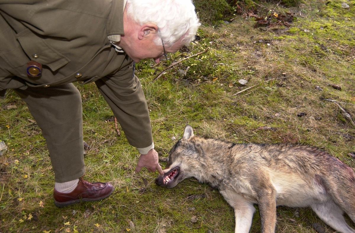 Tuer des loups en France : trois décennies de «simplifications» et de reculs écologiques