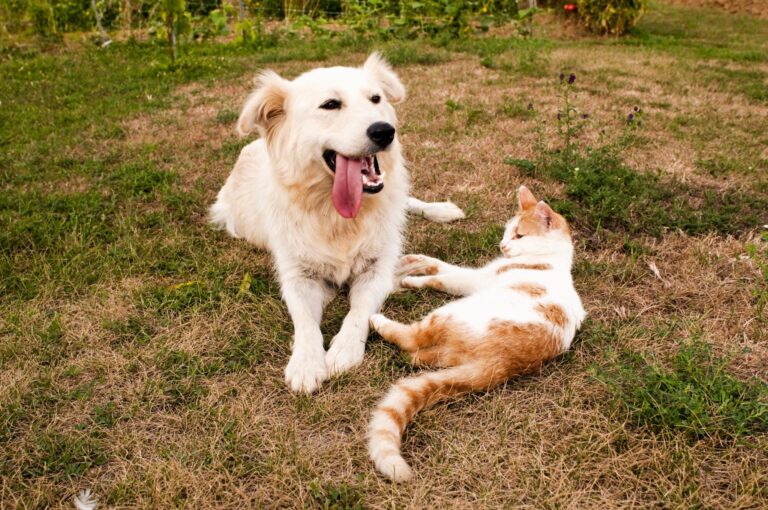 Collier, spray, pipette : quel est l’impact des antiparasitaires pour chiens et chats sur l’environnement et notre santé ?