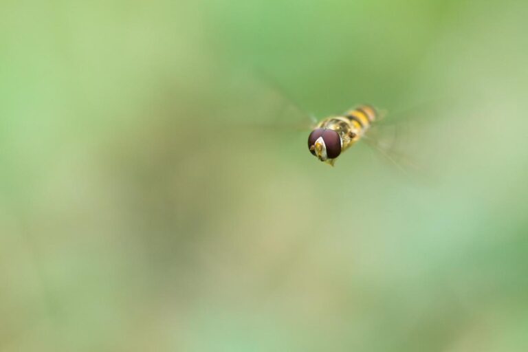 C&rsquo;est une première en France : les scientifiques lancent une grande étude sur la disparition des insectes… et ils ont besoin de vous