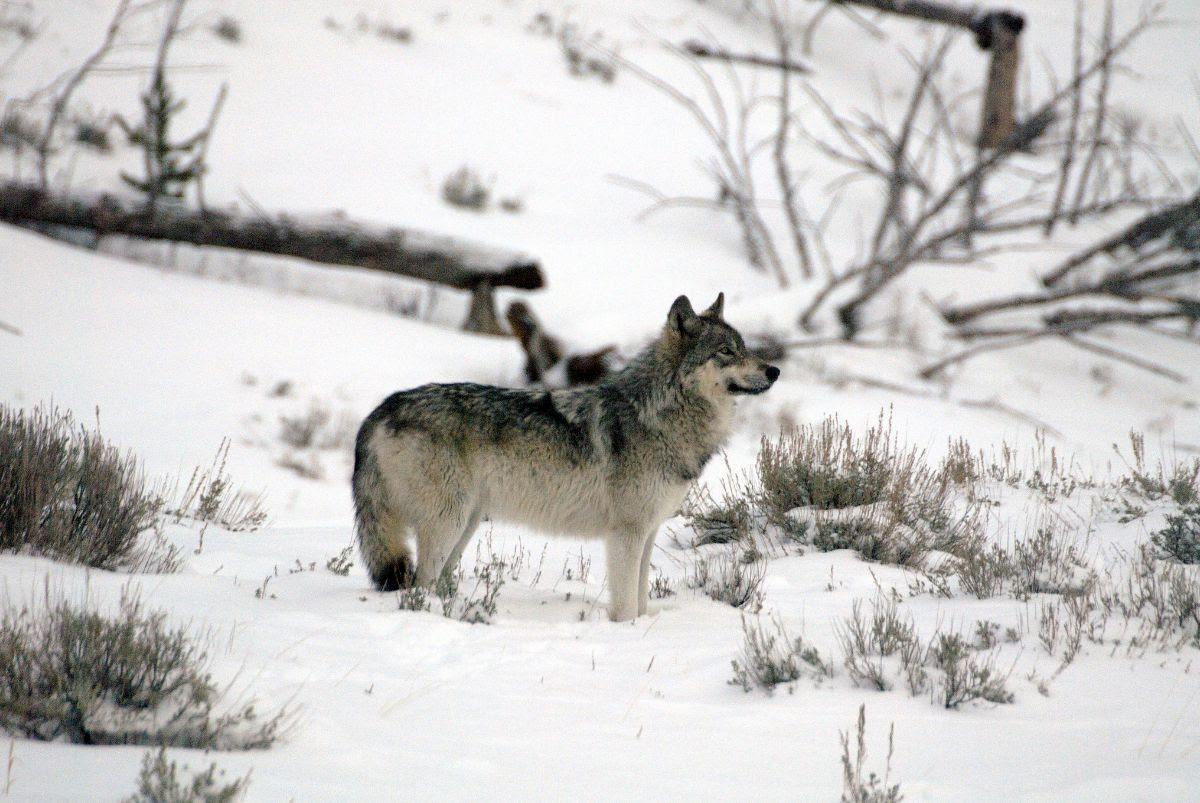Un loup gris dans le parc Yellowstone, situé à cheval entre le Montana, l'Idaho et le Wyoming, au nord-ouest des États-Unis © Cathy