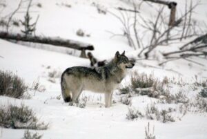 Un loup gris dans le parc Yellowstone, situé à cheval entre le Montana, l'Idaho et le Wyoming, au nord-ouest des États-Unis © Cathy