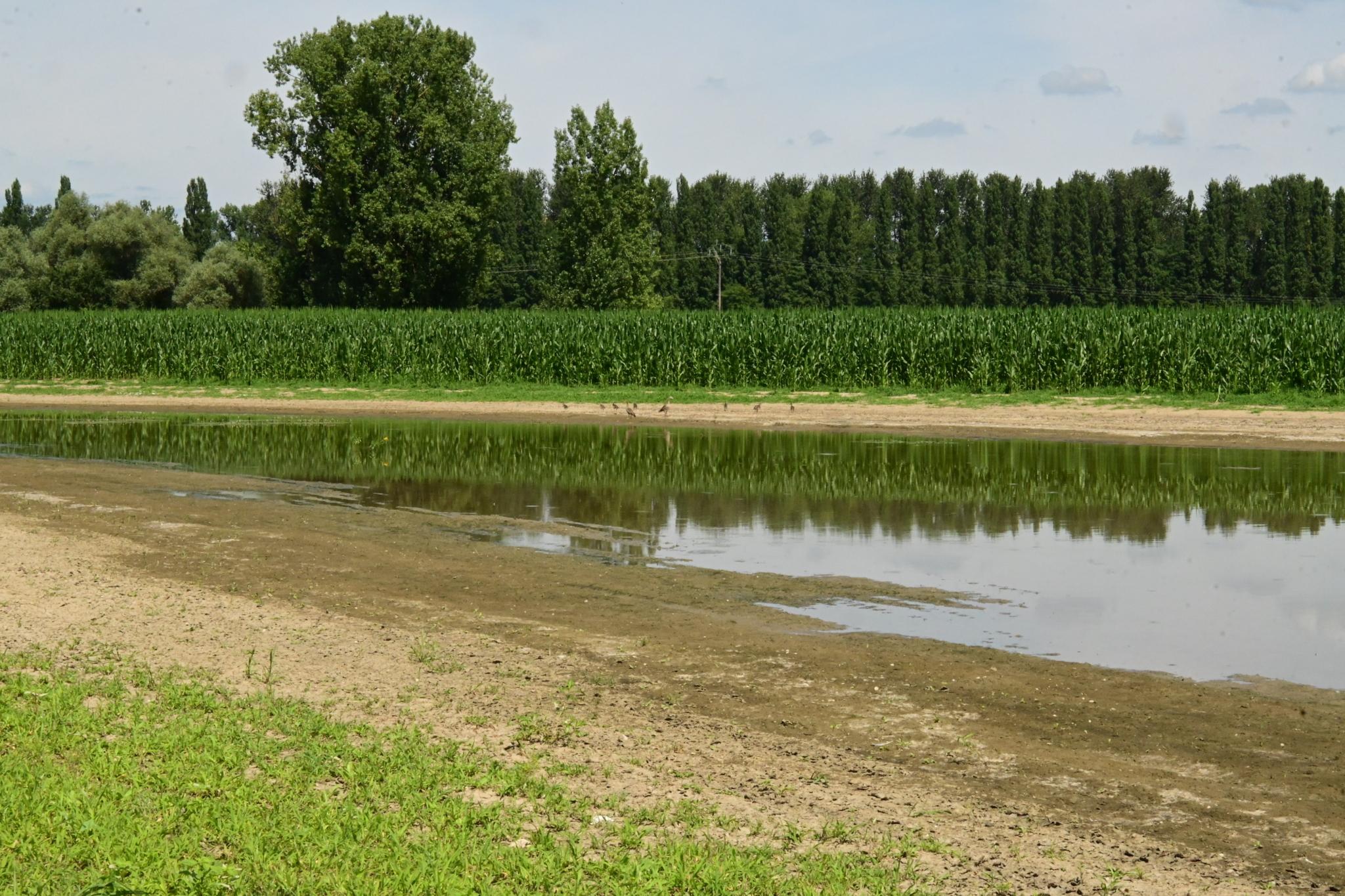 «Une pollution généralisée» : la plus grande nappe phréatique d’Europe contaminée par un cocktail de micropolluants chimiques