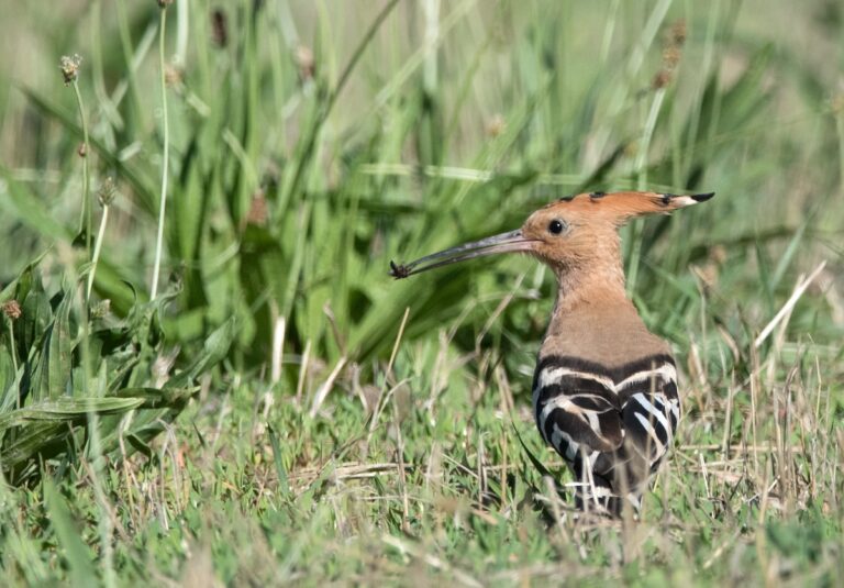 En France, le déclin des oiseaux insectivores est clairement lié aux pesticides… mais tout peut encore changer