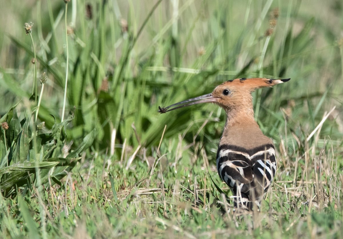 En France, le déclin des oiseaux insectivores est clairement lié aux pesticides… mais tout peut encore changer