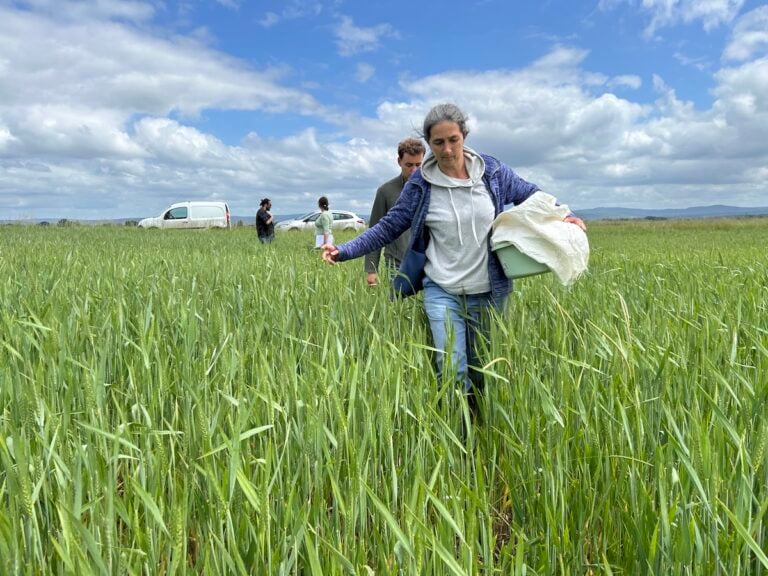 «J’essaye d’avoir un temps d’avance» : chercheurs et agriculteurs s’allient pour inventer un blé plus résistant aux aléas climatiques