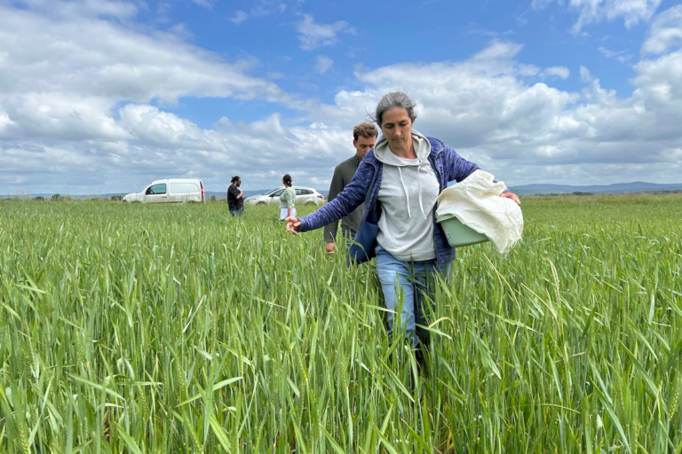 «J’essaye d’avoir un temps d’avance» : chercheurs et agriculteurs s’allient pour inventer un blé plus résistant aux aléas climatiques