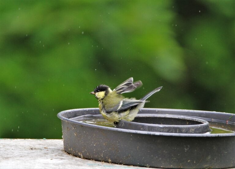 Comment aider la faune sauvage pendant les fortes chaleurs ? Notre guide pratique