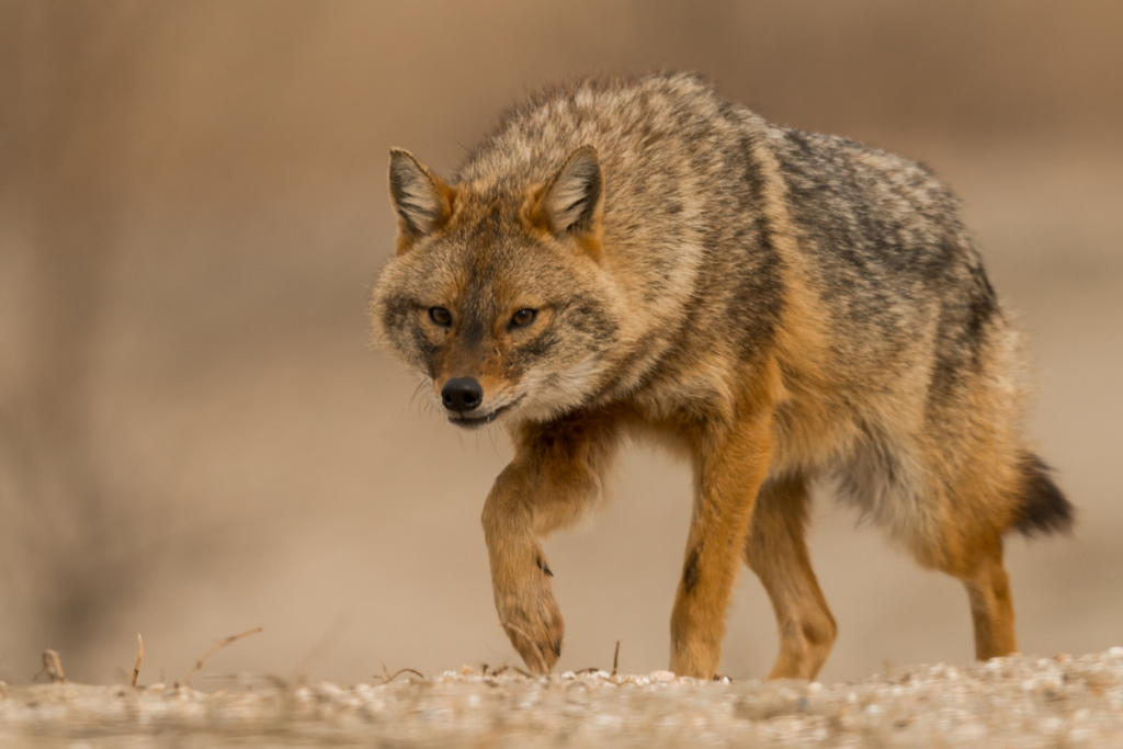 Un nouveau prédateur arrive en France : le chacal doré prospère là où les loups gris ont disparu