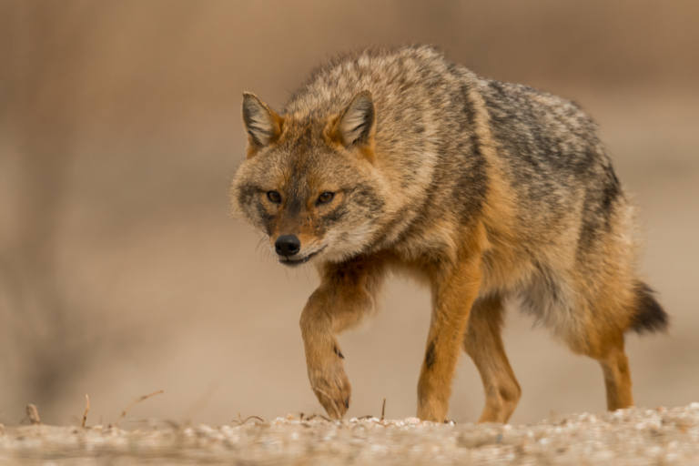 Un nouveau prédateur arrive en France : le chacal doré prospère là où les loups gris ont disparu