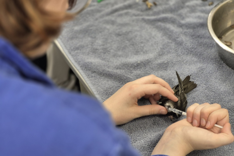 «Les jeunes étouffent» : dans ce centre de soins pour la faune sauvage, l’afflux massif d’animaux victimes de la canicule