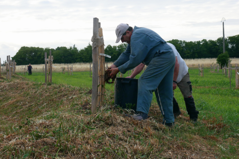 «Une zone tampon entre la vigne et l’école» : dans le Bordelais, cette commune a racheté des terres polluées pour protéger les enfants
