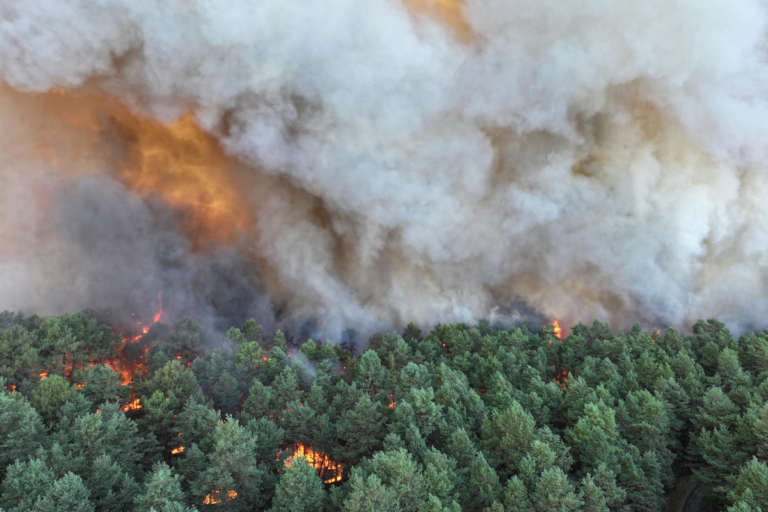 La forêt de Fontainebleau sous les flammes : «Le plus grand incendie de son histoire moderne»