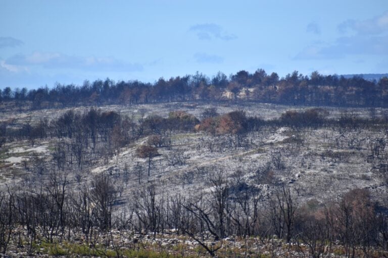 Superpouvoirs des arbres, retour des animaux : comment les forêts renaissent de leurs cendres après un incendie