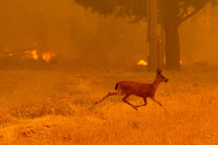 «Faire primer l’intérêt de la nature sur celui d’un loisir» : la pression monte pour suspendre la chasse dans les zones incendiées