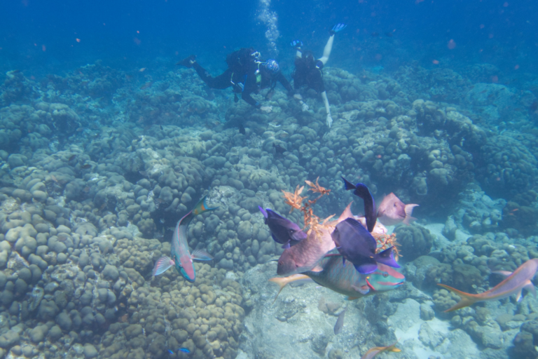 «On voit disparaître des espèces» : en Guadeloupe, la célèbre réserve Cousteau peine à enrayer l’effondrement de sa biodiversité