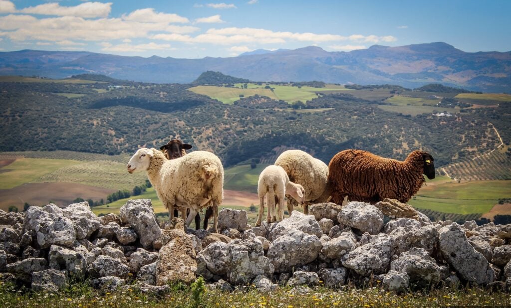 Des moutons contre les flammes : quand l’Espagne paie ses éleveurs pour prévenir les incendies