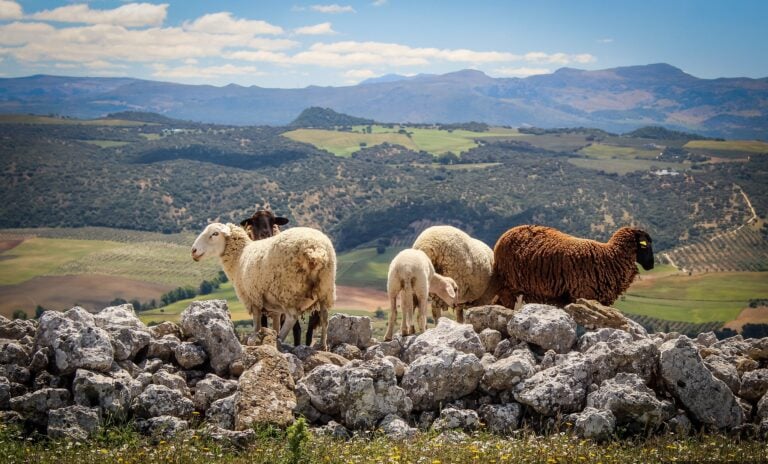 Des moutons contre les flammes : quand l’Espagne paie ses éleveurs pour prévenir les incendies