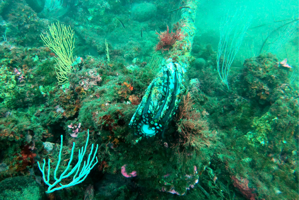 «C’est dangereux pour les fonds marins, les bateaux et les baigneurs» : la pollution invisible des vieux câbles internet sous-marins