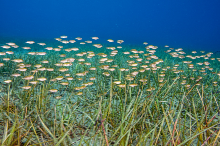 «On peut parler de tropicalisation de certaines zones, comme la Méditerranée» : les canicules marines mettent les océans à rude épreuve