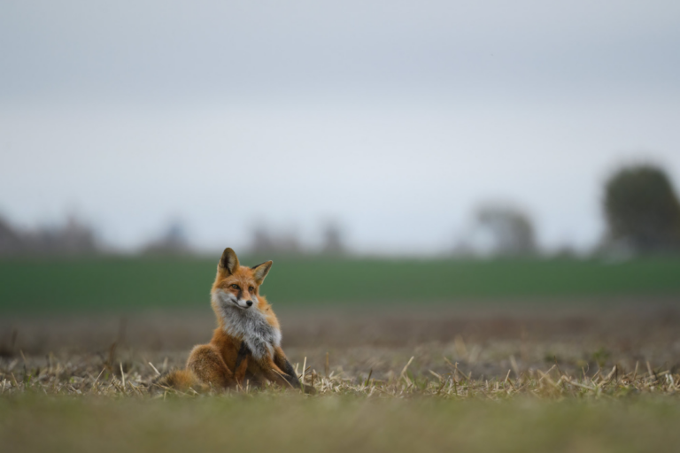 Dans le Doubs, l’alliance inattendue entre chasseurs, écolos et agriculteurs pour repenser le statut «nuisible» du renard