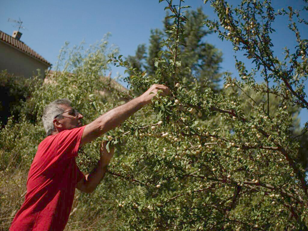 Récupérer des noyaux et faire naître un verger urbain : près de Montpellier, une expérience d’écologie populaire qui porte ses fruits