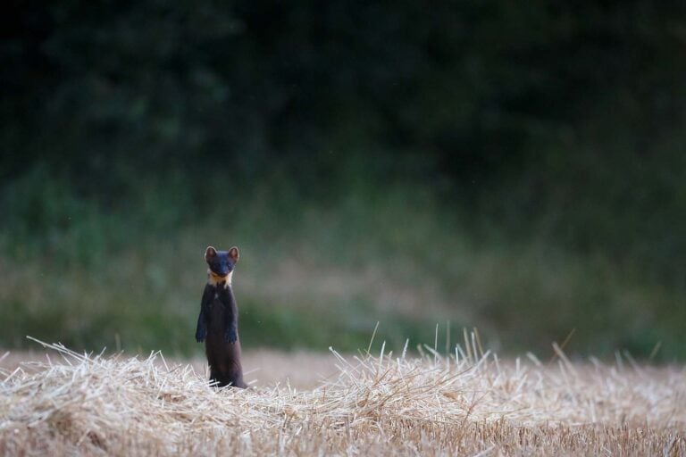 Malgré les critiques, le gouvernement prolonge de trois ans le classement «nuisible» de neuf espèces d’oiseaux et de mammifères