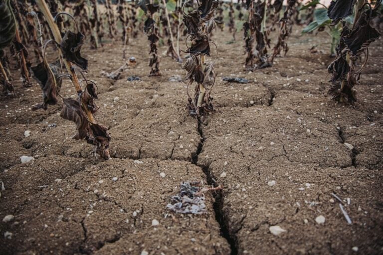 Légumes brûlés, maïs en chute libre, prairies grillées… Les chiffres chocs d’un été catastrophique pour l’agriculture française