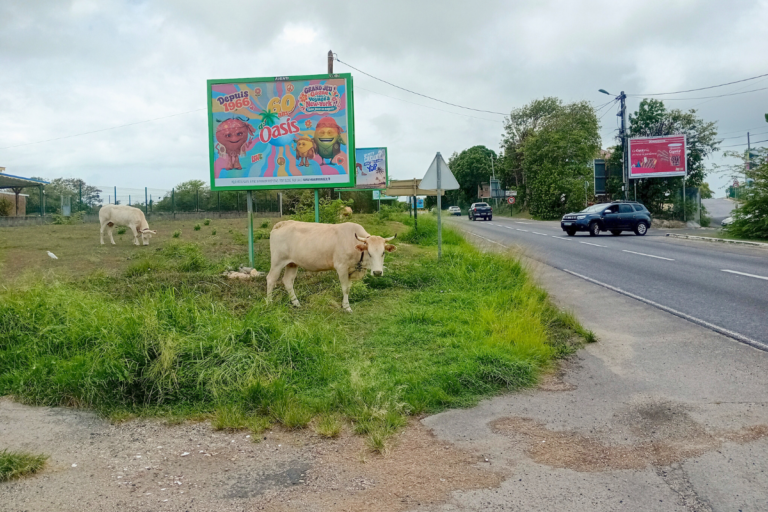 «J’ai perdu trois bêtes à cause de la sécheresse» : en Martinique et en Guadeloupe, les bovins premières victimes des canicules