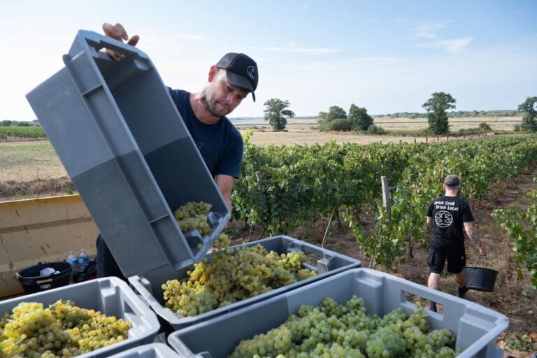 «L’exception est devenue la norme» : partout en France, des vendanges toujours plus précoces et beaucoup de questions
