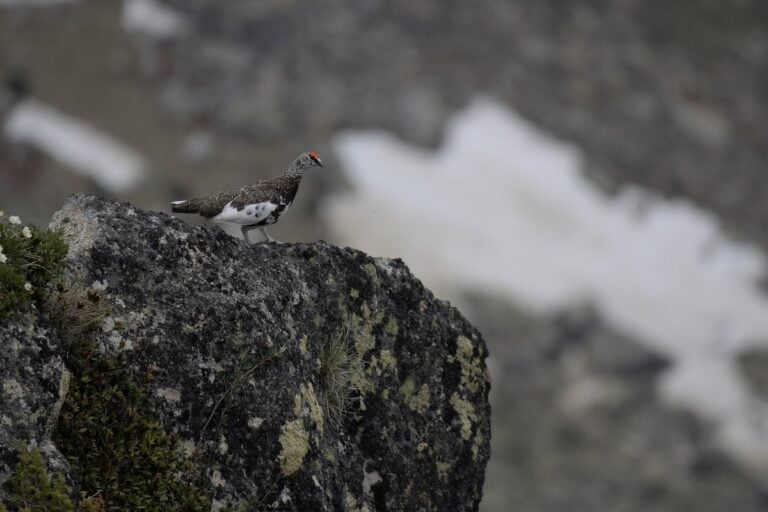 Il ne sera plus chassé en France : le lagopède alpin, «perdrix des neiges» en sursis face au réchauffement climatique