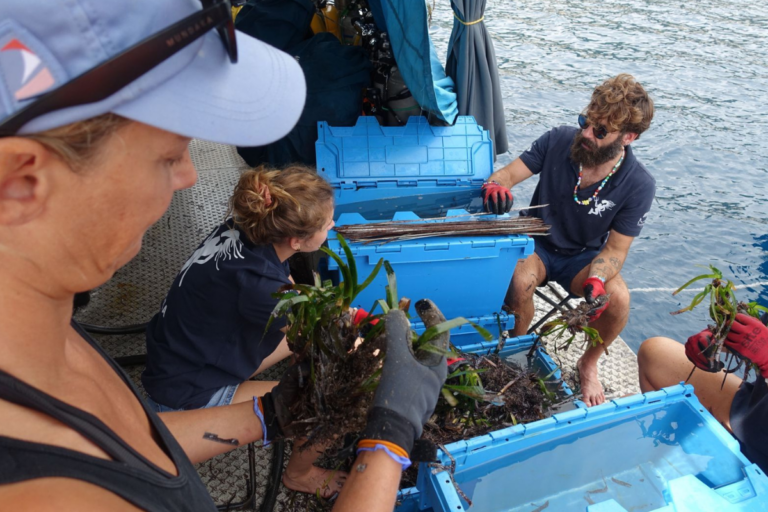 «Nous perdons une valeur inestimable» : à Villefranche-sur-Mer, ces scientifiques plongent pour replanter des herbiers de posidonie