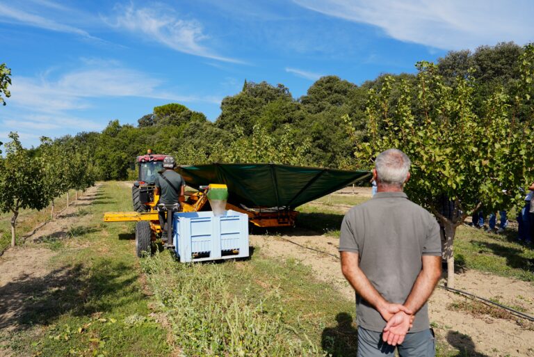 «On veut des plantations viables pour les prochaines générations» : en Provence, le pari de la pistache