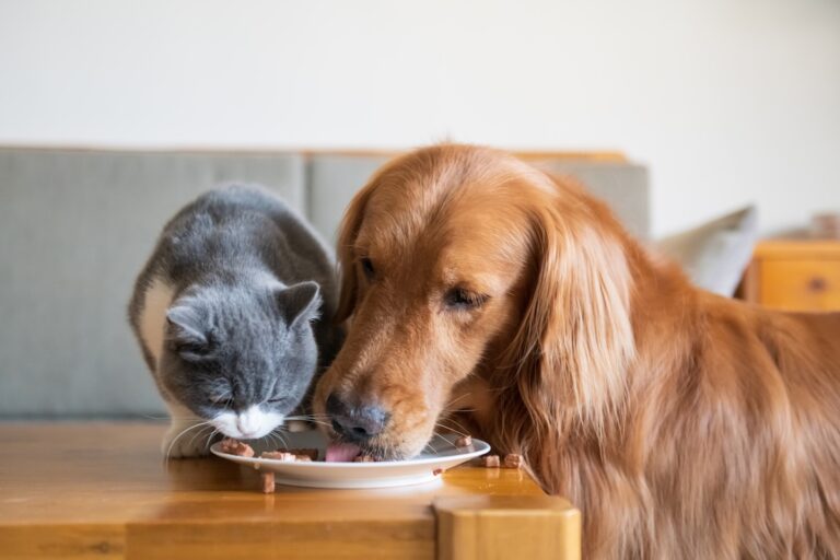 Croquettes, pâtées, repas maison ou menus végé : quelle est la nourriture pour chat et chien la plus écologique ?