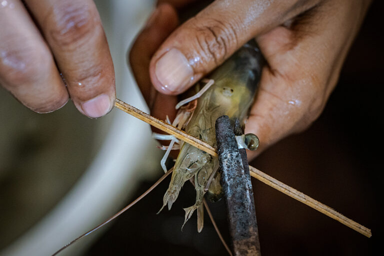 On leur arrache les yeux pour plus de productivité : la face cachée des crevettes de supermarché