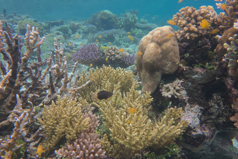 «Un signal d’alarme» : 96% des écosystèmes des récifs coralliens sont en «danger d’extinction»